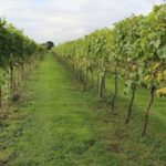 Vineyard – Agriculture Dictionary