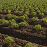 Beet Curly Top Virus Threatens Tomato Crops