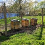 Apiary – Agriculture Dictionary