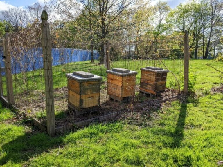 Apiary – Agriculture Dictionary