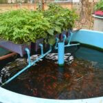 Aquaponics – Agriculture Dictionary