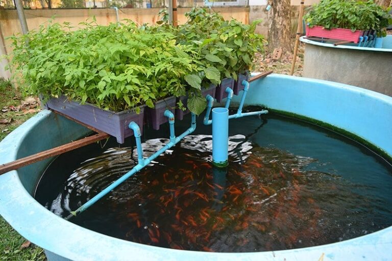 Aquaponics – Agriculture Dictionary