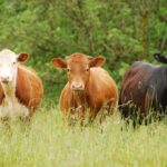 Beef Cattle – Agriculture Dictionary