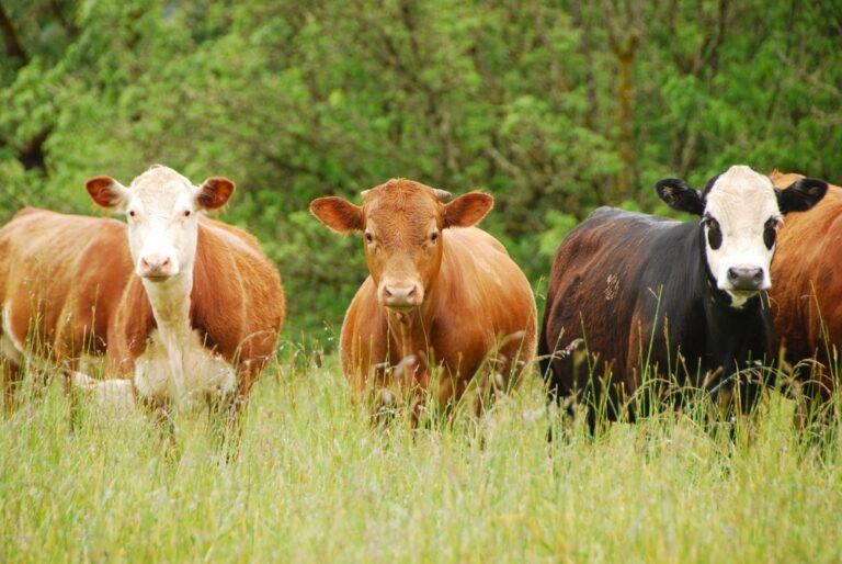 Beef Cattle – Agriculture Dictionary