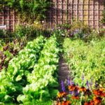 Companion Planting – Agriculture Dictionary