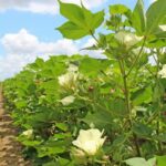 Cotton Production – Agriculture Dictionary