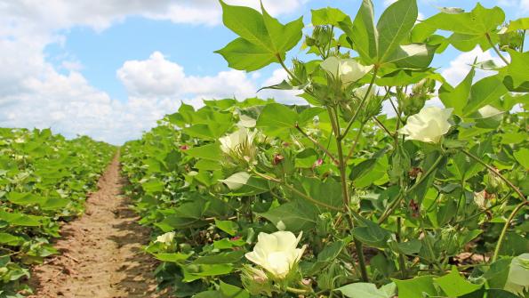 Cotton Production – Agriculture Dictionary