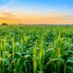 Crop – Agriculture Dictionary