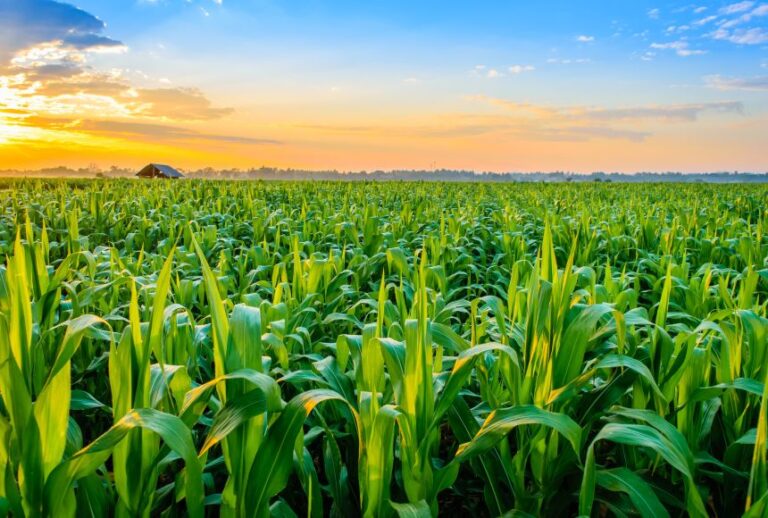 Crop – Agriculture Dictionary