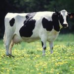 Dairy Farming – Agriculture Dictionary