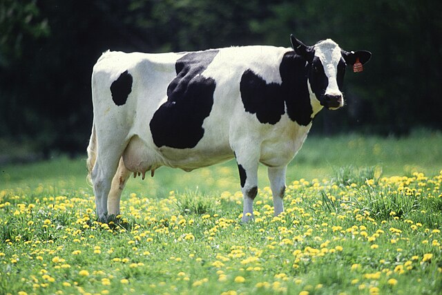 Dairy Farming – Agriculture Dictionary