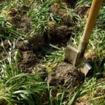 Green Manure – Agriculture Dictionary