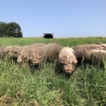 Landrace Swine | Curiousfarmer