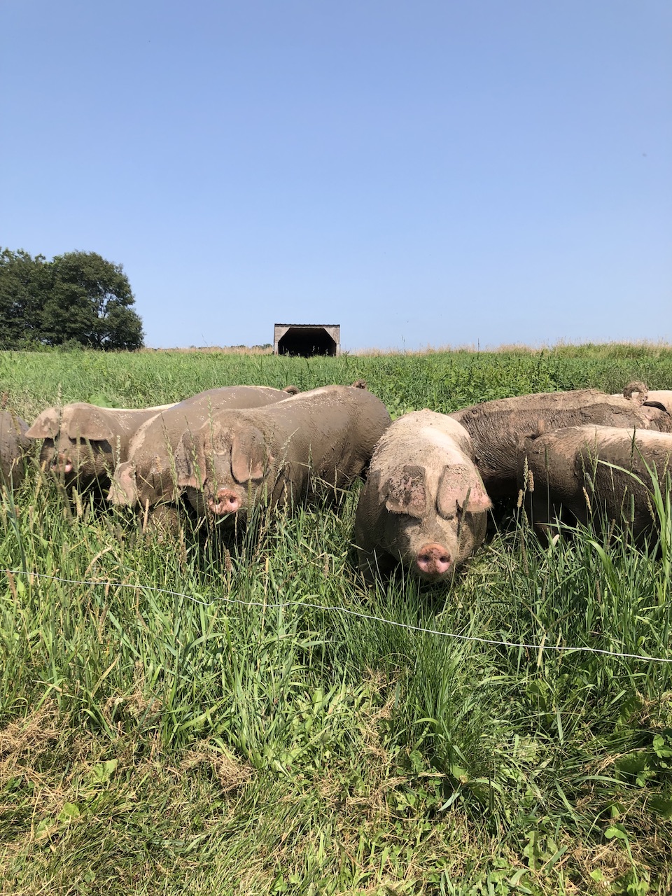 Landrace Swine | Curiousfarmer