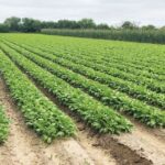 Major Crops in Texas – Agriculture Dictionary