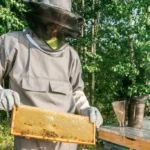 Maximizing Honey Production with Bee Supers: A Beekeeper’s Guide