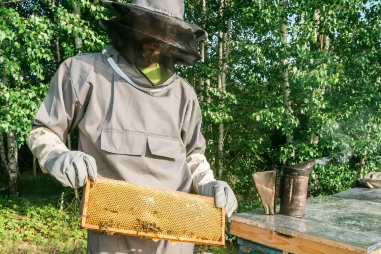 Maximizing Honey Production with Bee Supers: A Beekeeper’s Guide