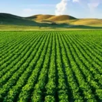 Monoculture – Agriculture Dictionary