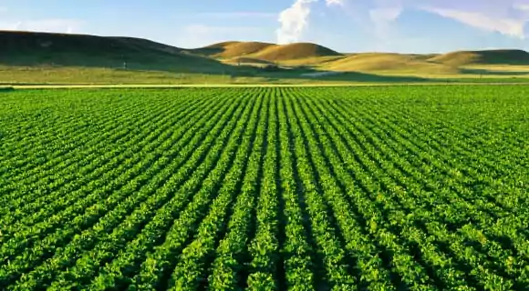 Monoculture – Agriculture Dictionary