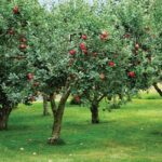 Orchard – Agriculture Dictionary