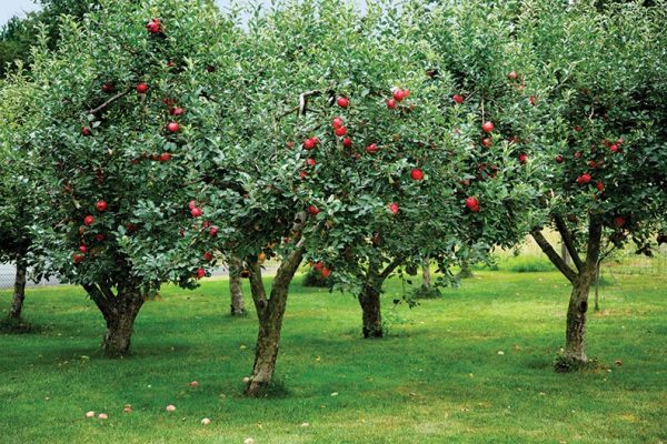 Orchard – Agriculture Dictionary