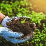 Organic Fertilizers – Agriculture Dictionary