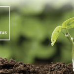 Phosphorus – Agriculture Dictionary