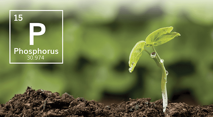 Phosphorus – Agriculture Dictionary