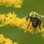 Pollen Basket – Agriculture Dictionary