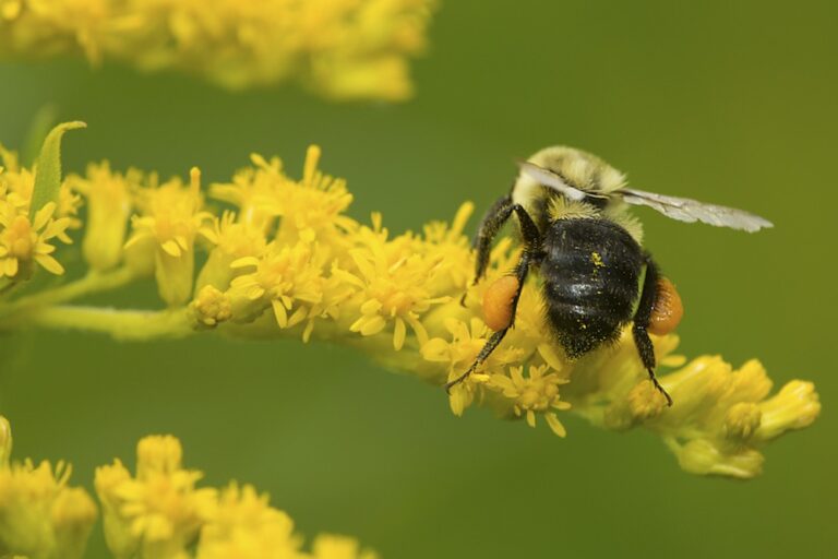 Pollen Basket – Agriculture Dictionary