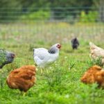 Poultry – Agriculture Dictionary