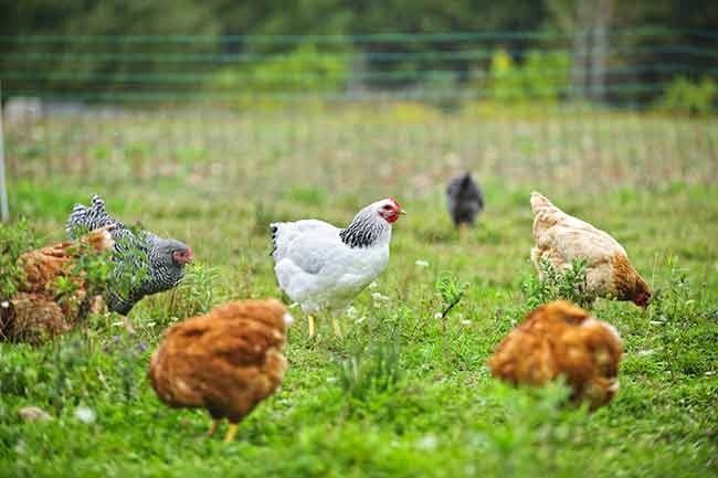 Poultry – Agriculture Dictionary