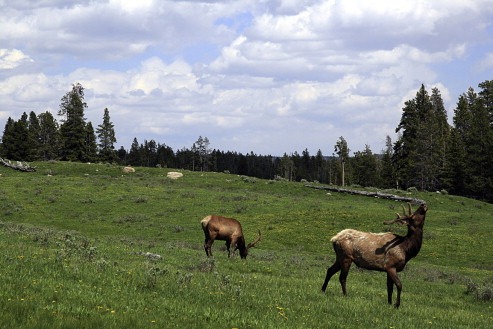 Rangeland – Agriculture Dictionary