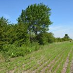 Shelterbelts – Agriculture Dictionary