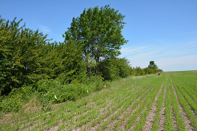 Shelterbelts – Agriculture Dictionary