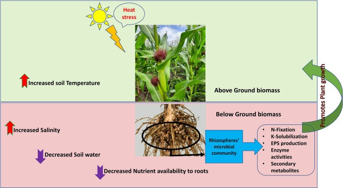 Soil Alkalinity – Agriculture Dictionary