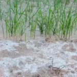 Soil Salinity – Agriculture Dictionary