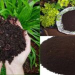 Vermicompost – Agriculture Dictionary