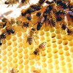 Worker Bee – Agriculture Dictionary