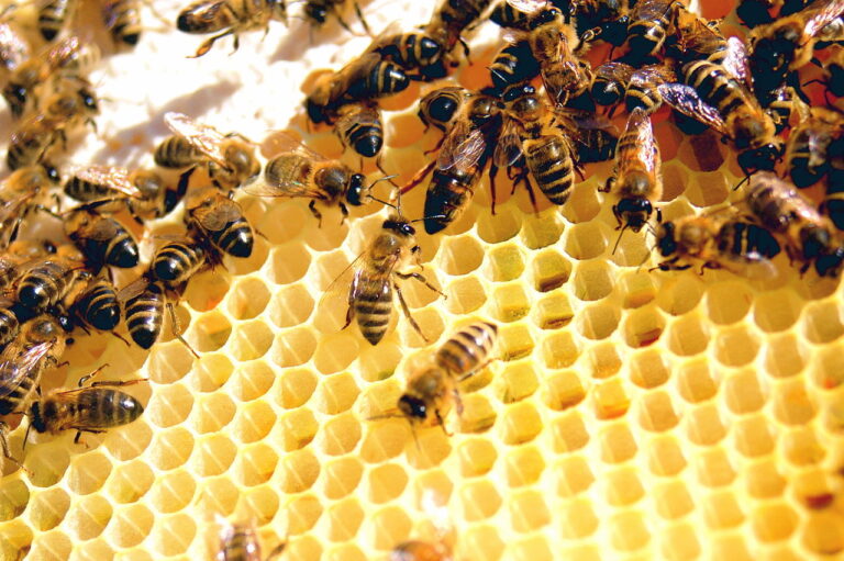 Worker Bee – Agriculture Dictionary