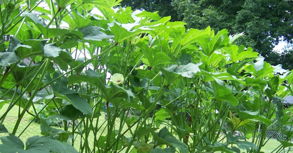 Hickery Holler Farm: Heavy Hitter Okra