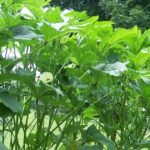 Hickery Holler Farm: Heavy Hitter Okra