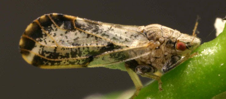 Can Florida’s Iconic Citrus Industry Survive Its Own Pandemic?