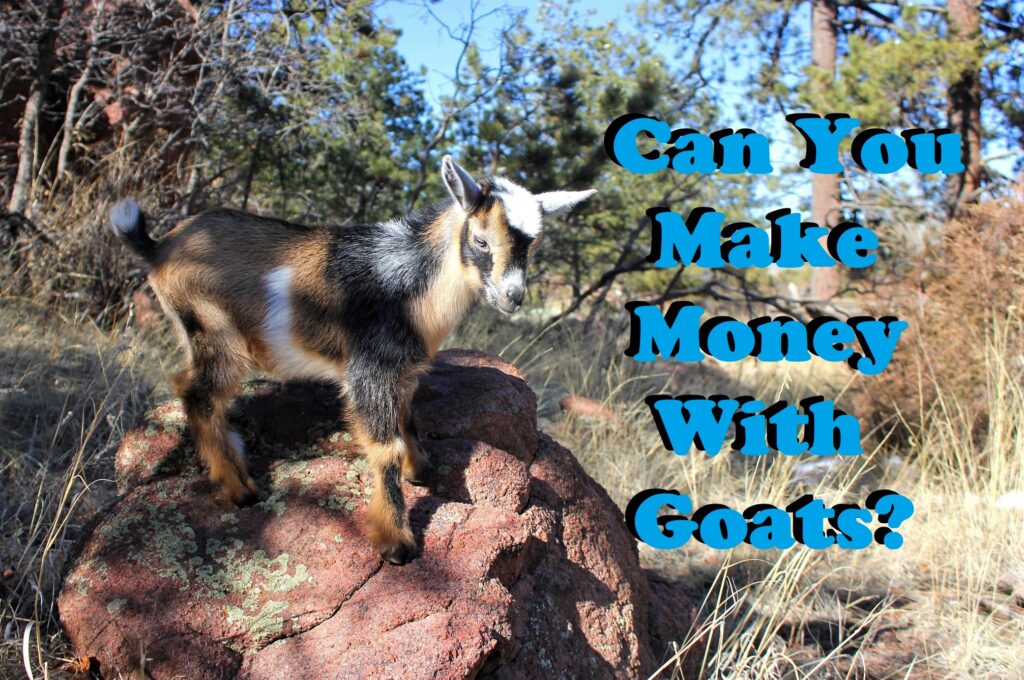 Can You Make A Living Off Of Goats?