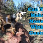 Can You Make A Living Off Of Goats?