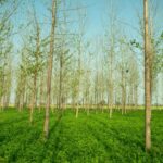 Agroforestry – Agriculture Dictionary