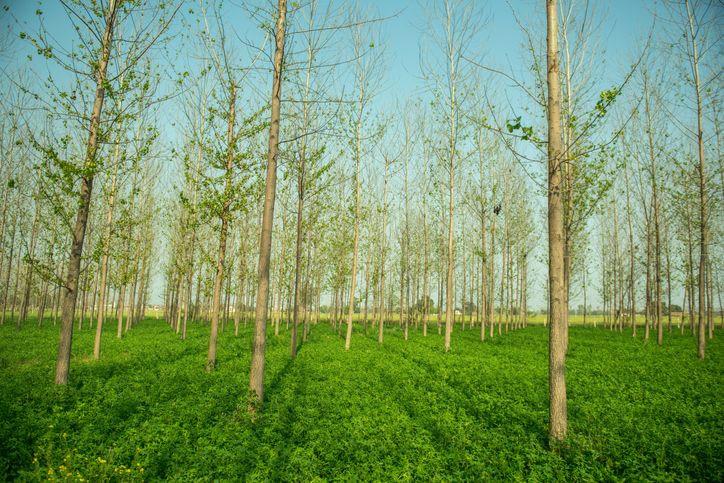 Agroforestry – Agriculture Dictionary