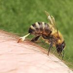 Bee Venom – Agriculture Dictionary