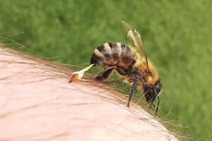 Bee Venom – Agriculture Dictionary