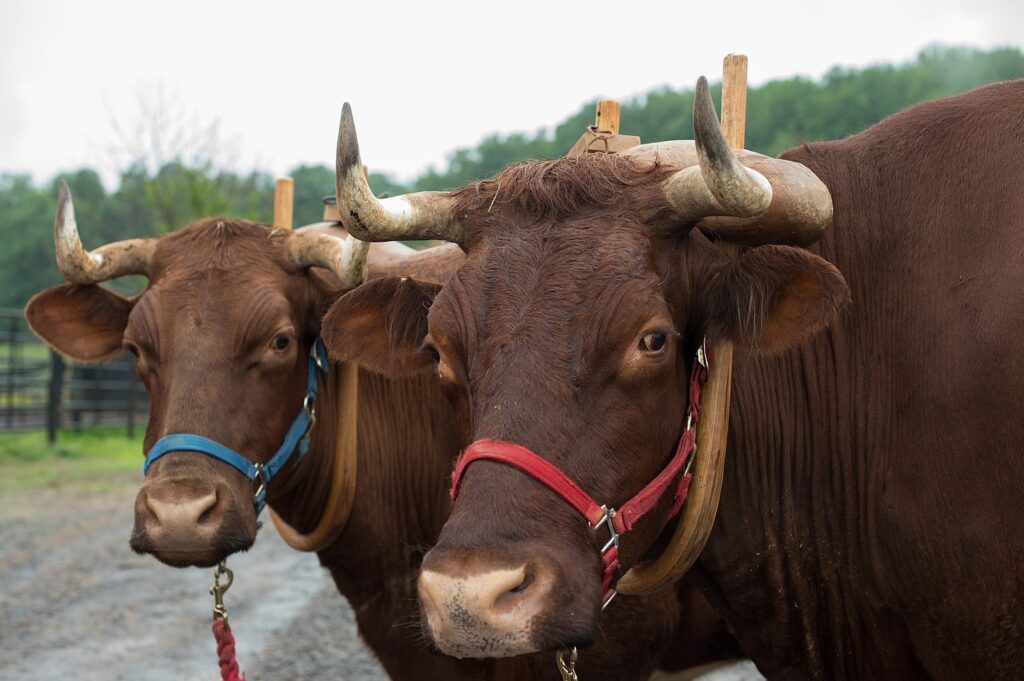 Benefits of a Cattle Guard & How It Works with a Bump Gate – Drive Through Farm Gate Opener (No Electricity Required) – Bump N Drive